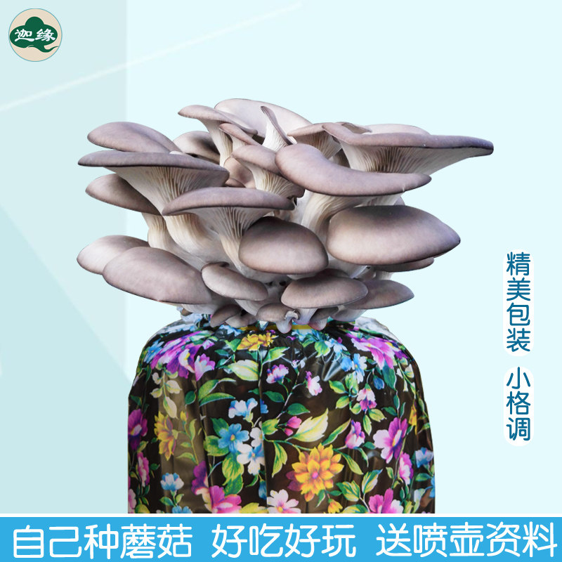 蔬菜种植盆栽多肉蘑菇菌包图片