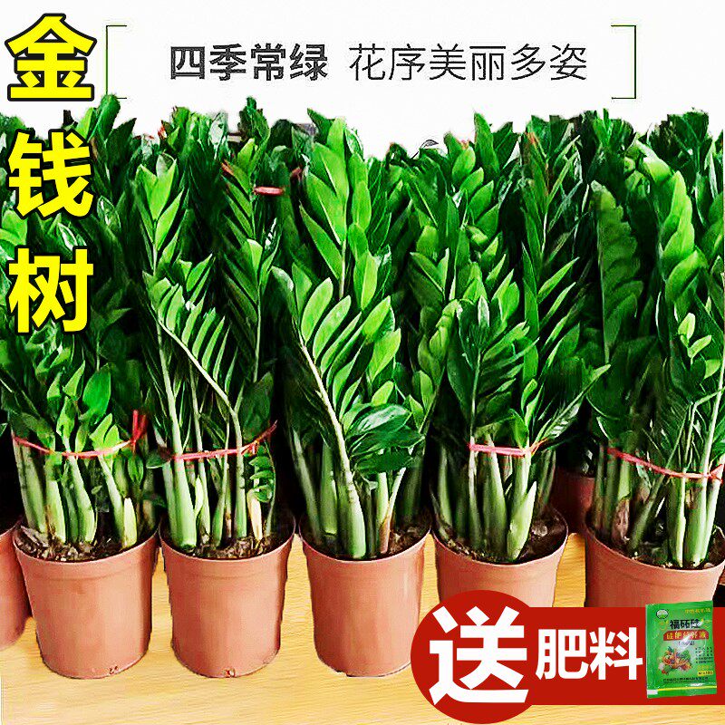 新疆包邮金钱树盆栽植物