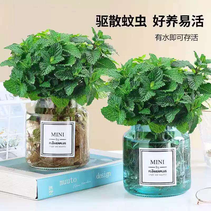 新疆包邮驱蚊可食用薄荷