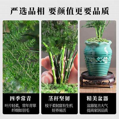 新疆包邮文竹盆栽植物室