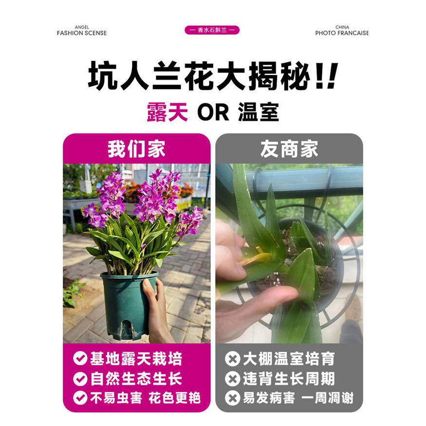 新疆包邮澳洲香水石斛盆