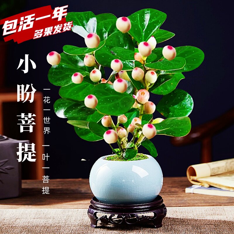 新疆西藏包邮小盼菩提树