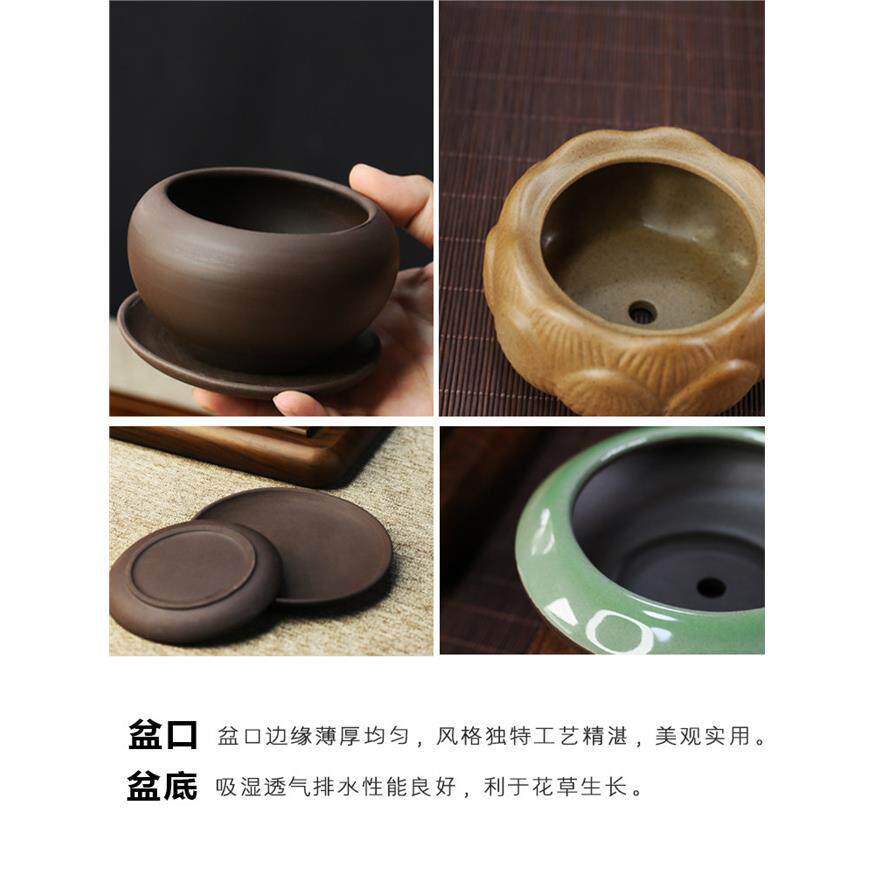 新疆包邮铁树盆栽植物室
