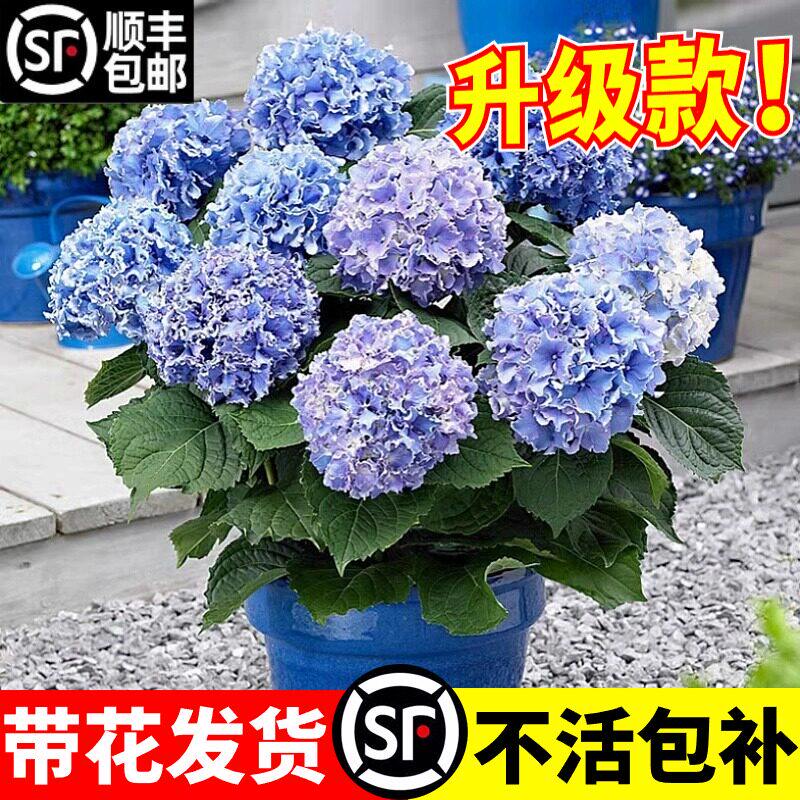 新疆西藏包邮绣球花苗无