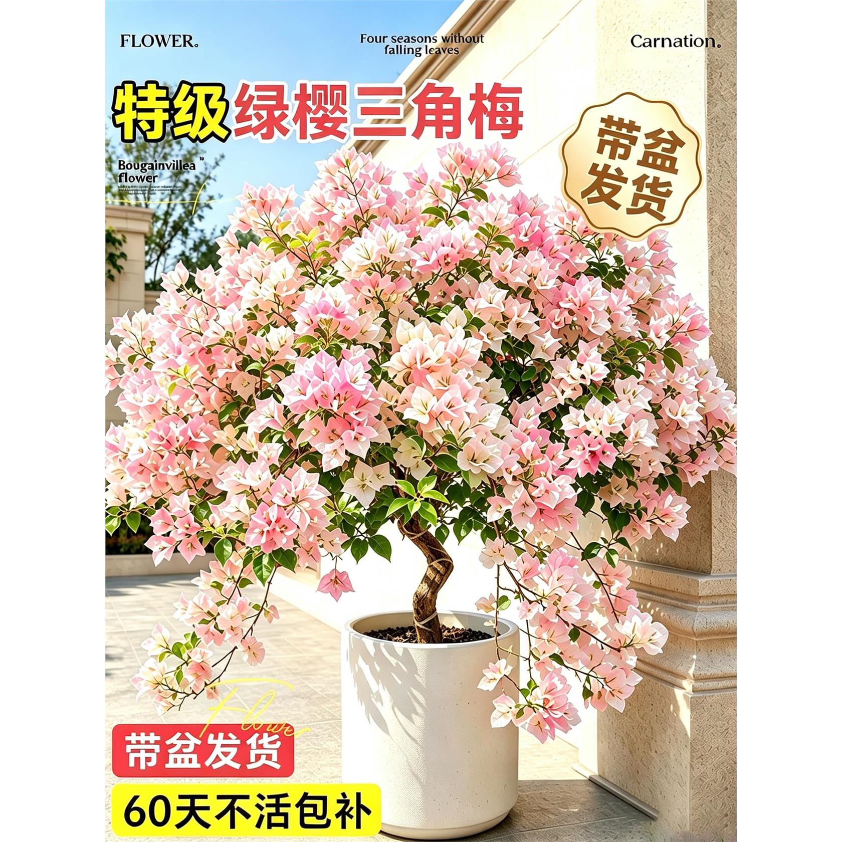 新疆西藏包邮高端重瓣三