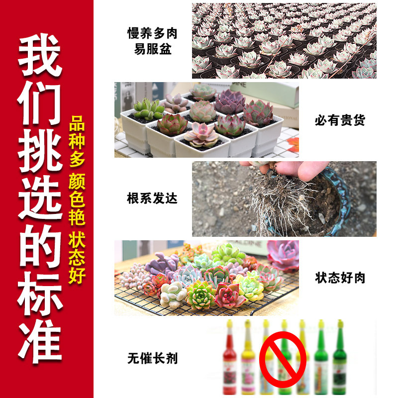 【新疆西藏包邮】多肉绿