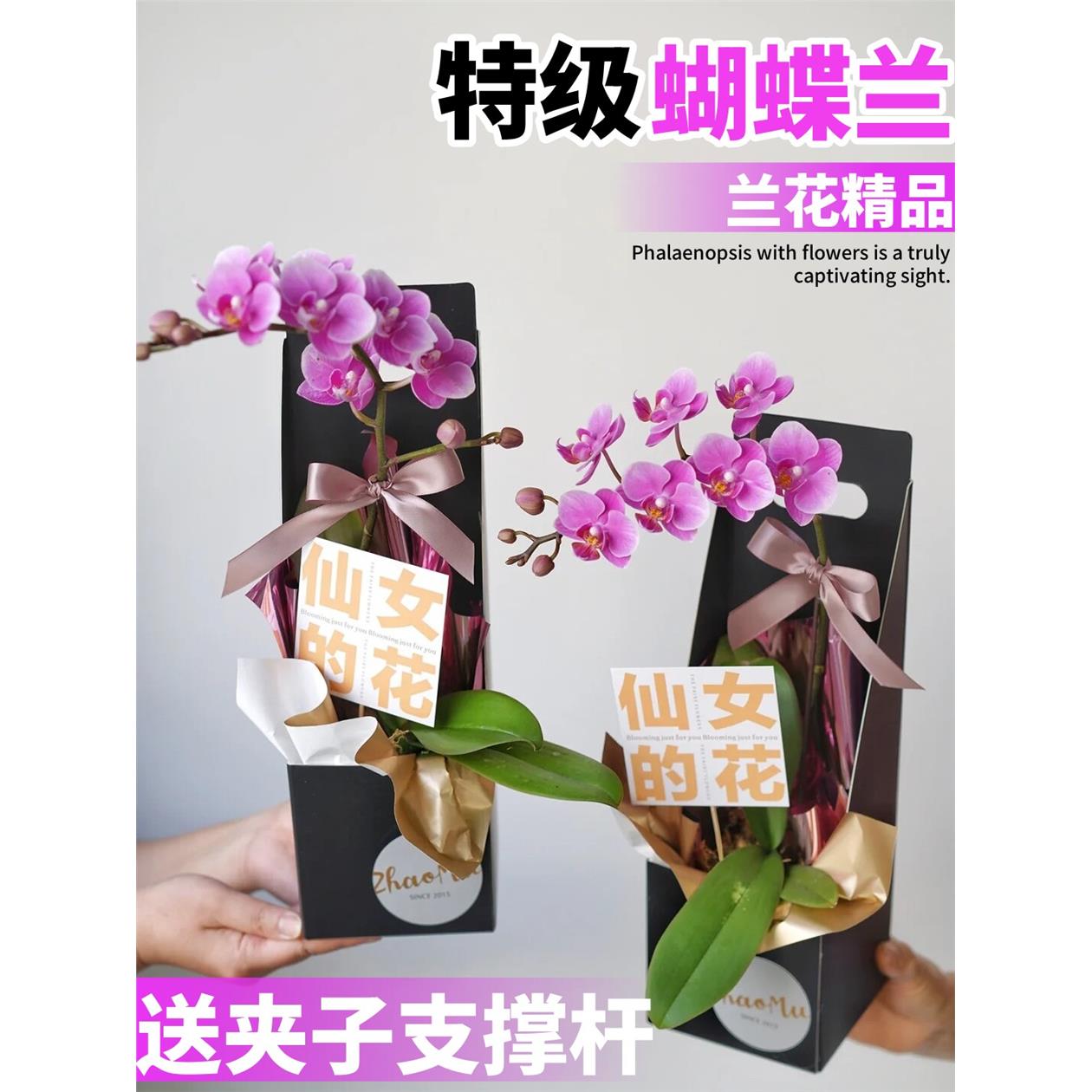 新疆西藏包邮蝴蝶兰盆栽
