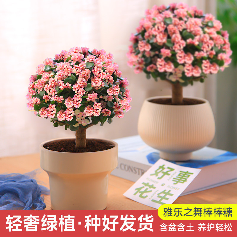 新疆包邮新品雅乐之舞老
