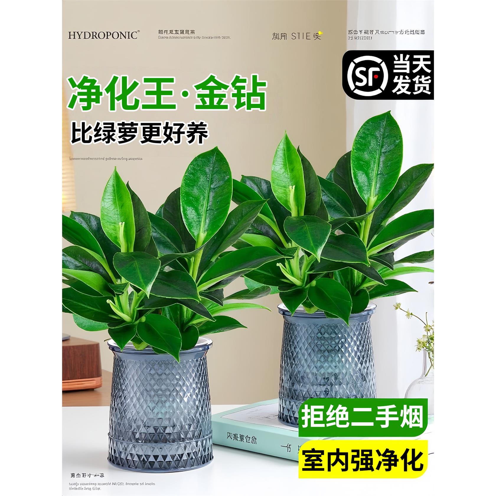 新疆西藏包邮金钻绿公主