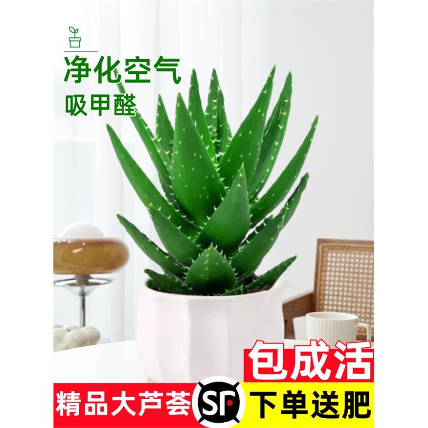 新疆西藏包邮芦荟盆栽室