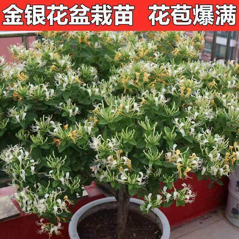 新疆包邮金银花树苗四季