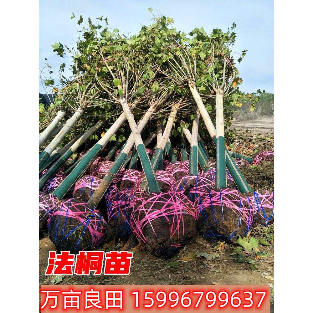 新疆包邮法国梧桐树树苗
