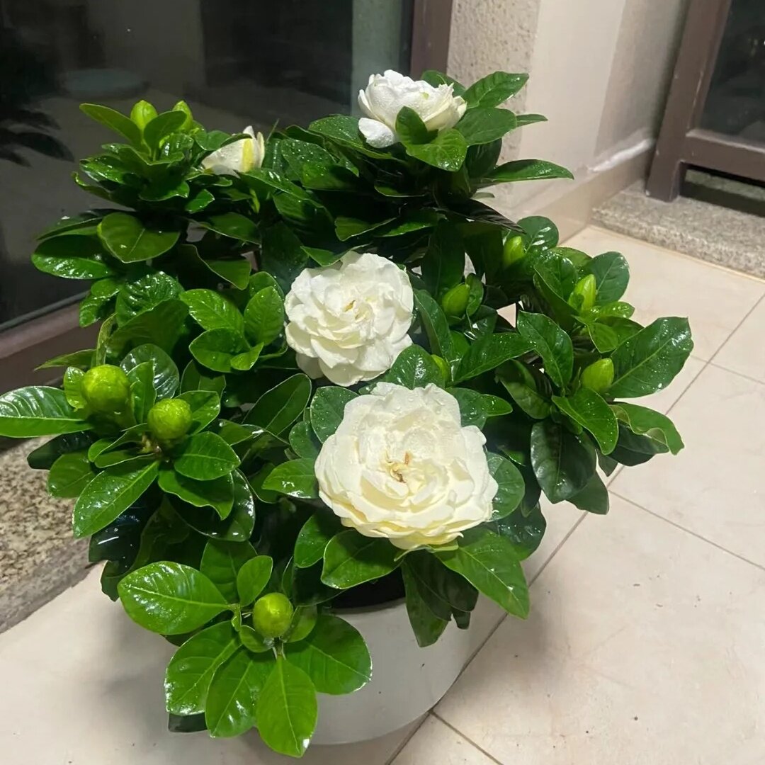 新疆包邮栀子花盆栽大苗花卉浓香带花苞四季好养开花植物室内阳台