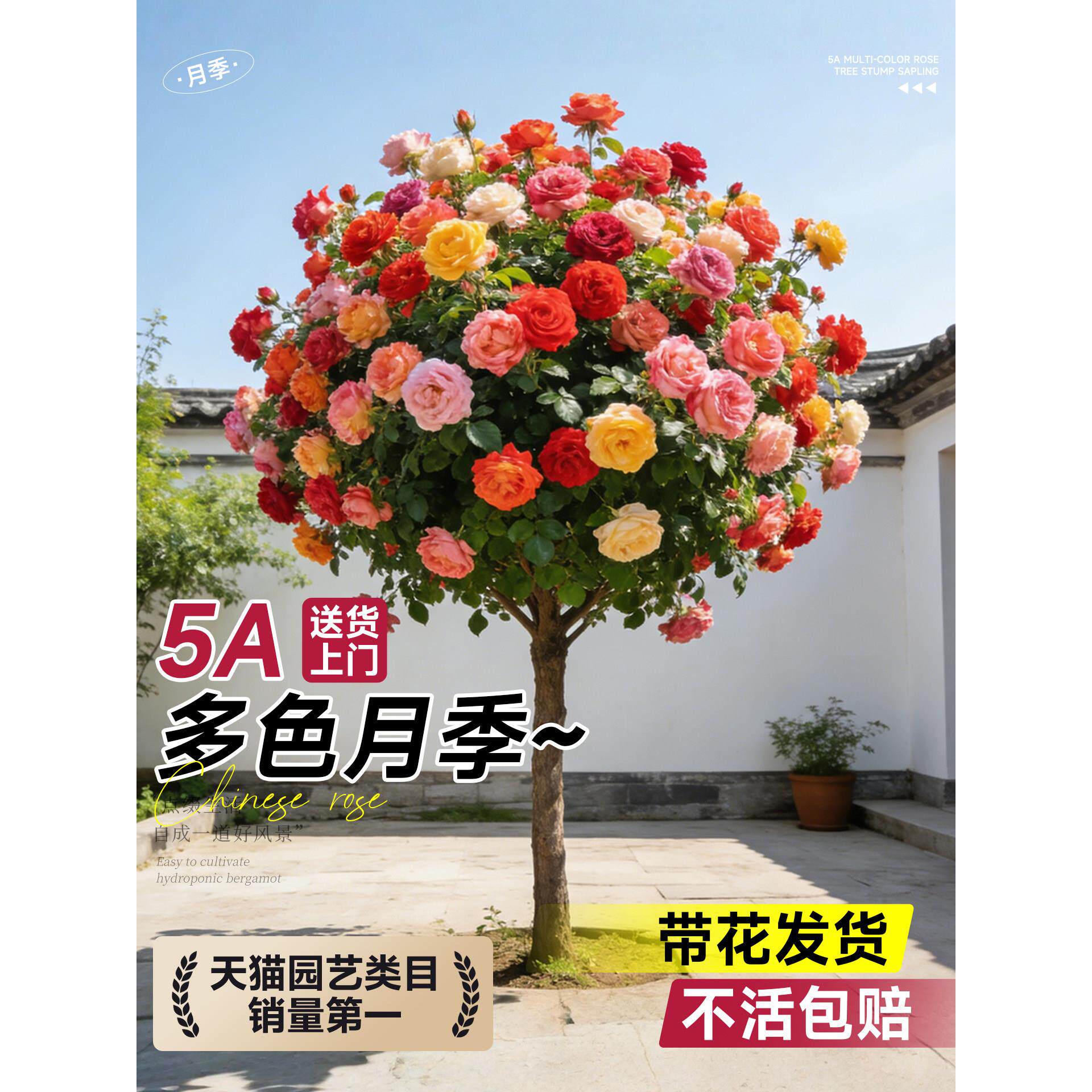 新疆包邮棒棒糖树桩月季