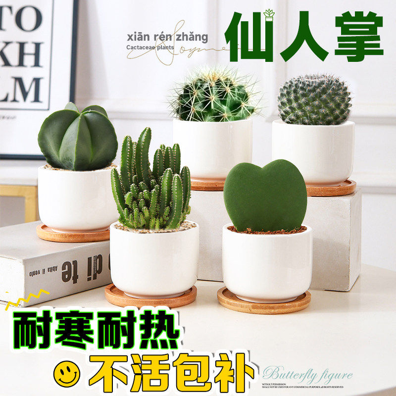 新疆西藏包邮仙人球掌盆