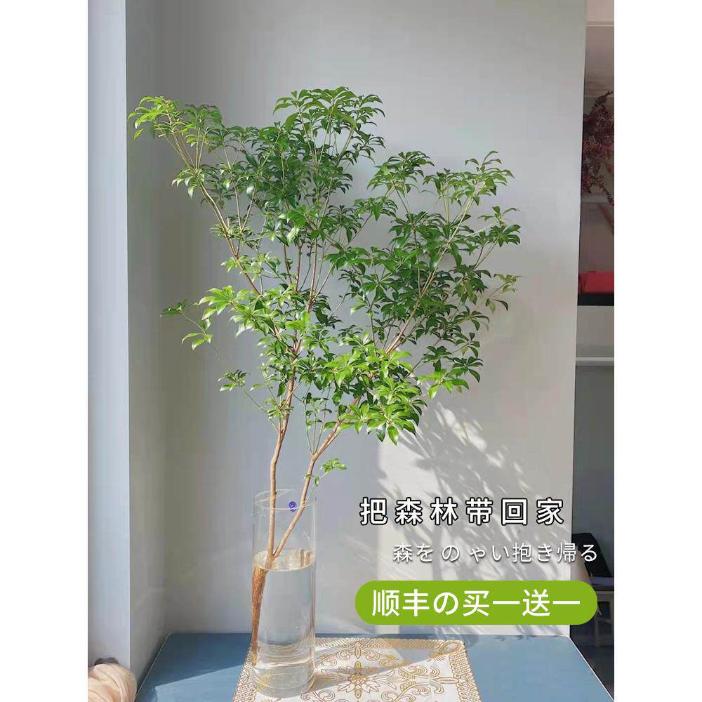 新疆包邮马醉木水培植物