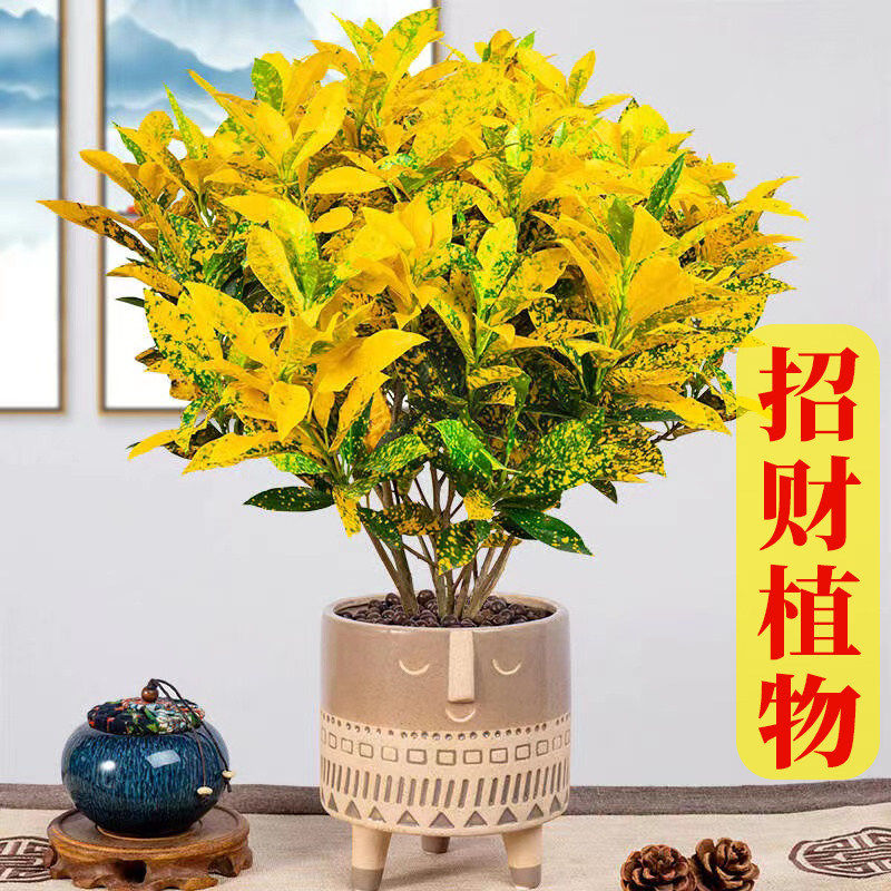 新疆包邮黄金万两盆栽洒