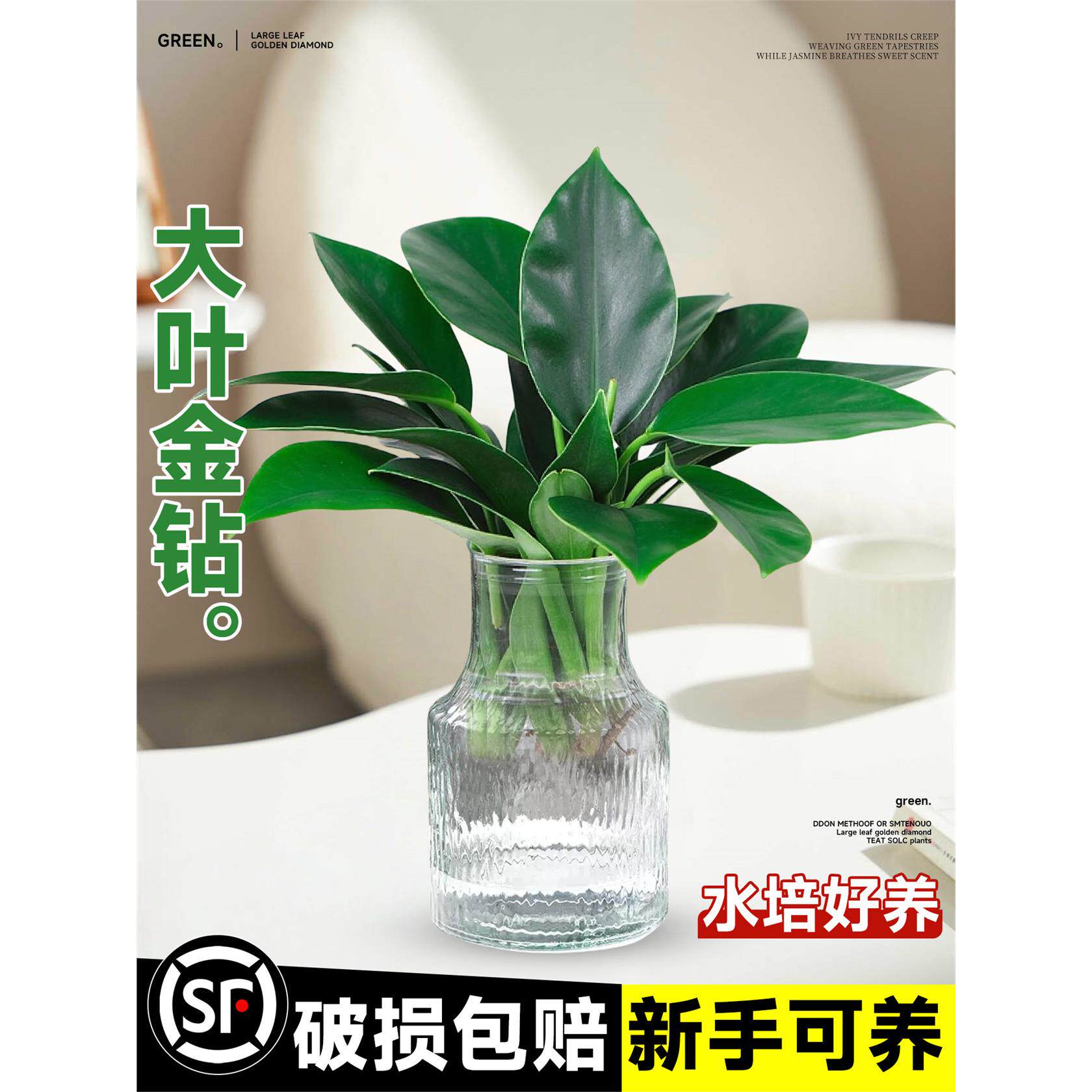 新疆西藏包邮大叶金钻绿