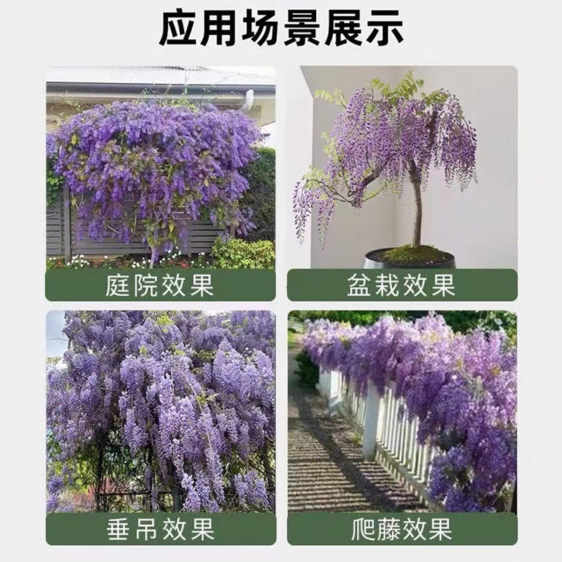新疆包邮庭院紫藤树苗别