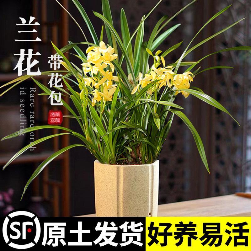 新疆西藏包邮四季建兰绿