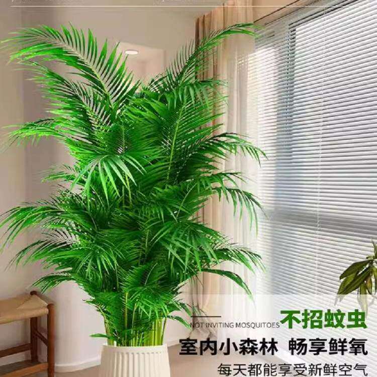 新疆包邮散尾葵植物凤尾竹盆栽客厅桌面大型富贵椰子办公室内天堂