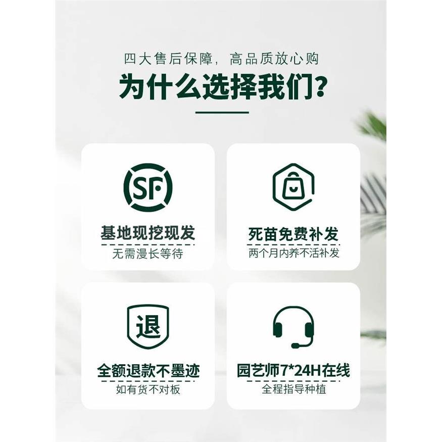 新疆包邮四季红木香花苗图片