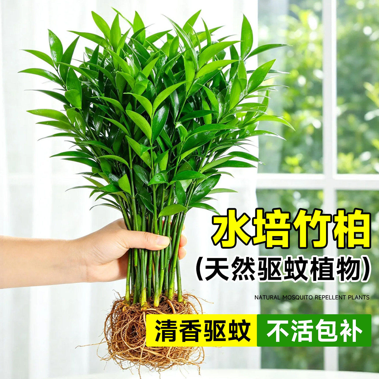新疆西藏包邮驱蚊竹柏水
