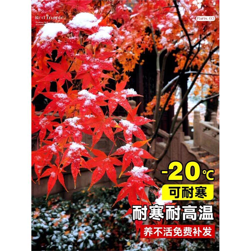 新疆包邮中国红枫树苗四