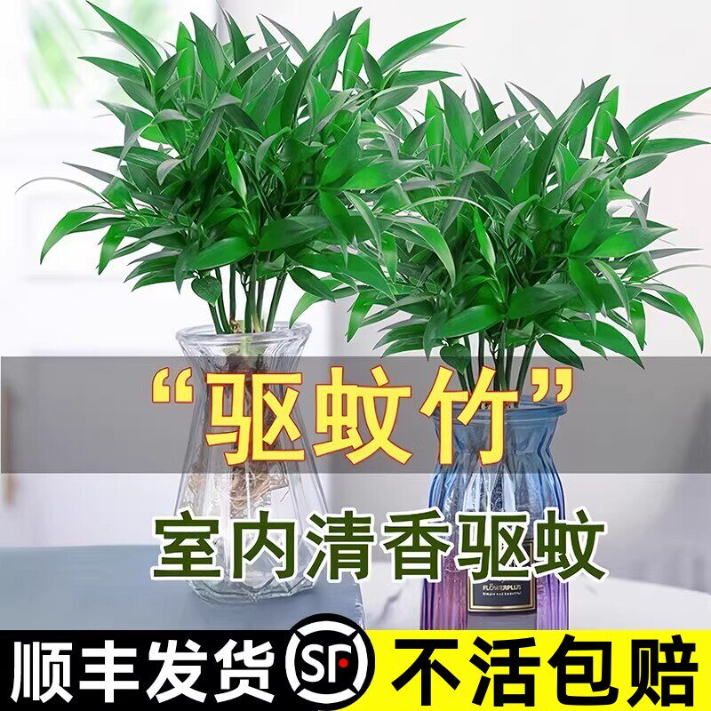 新疆西藏包邮竹柏驱蚊竹