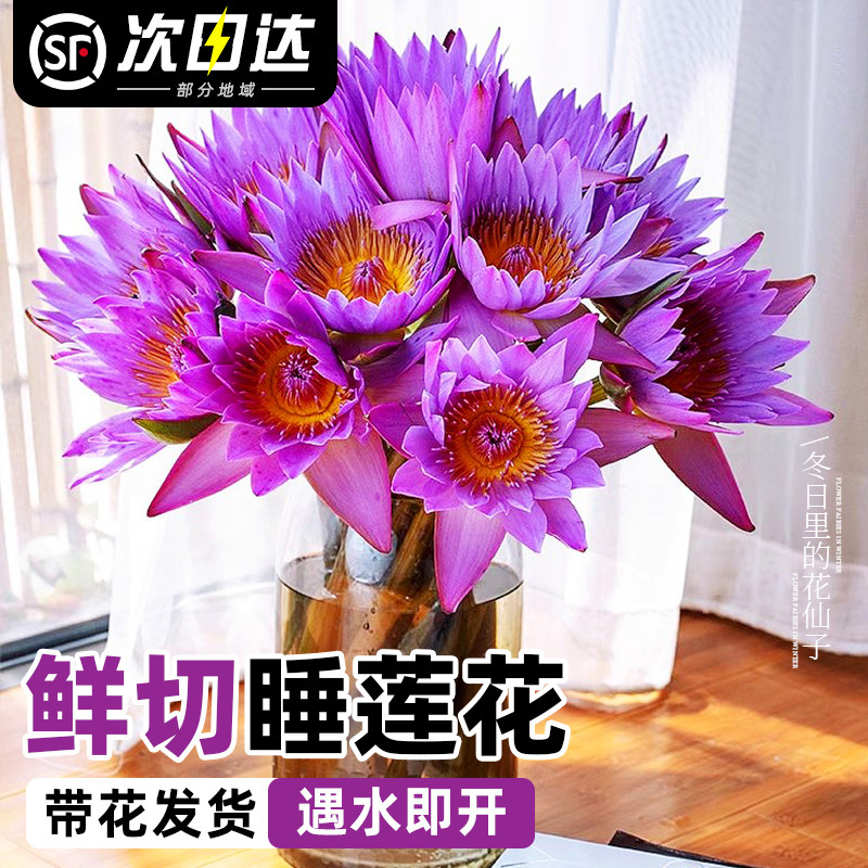 新疆包邮紫色睡莲鲜花云