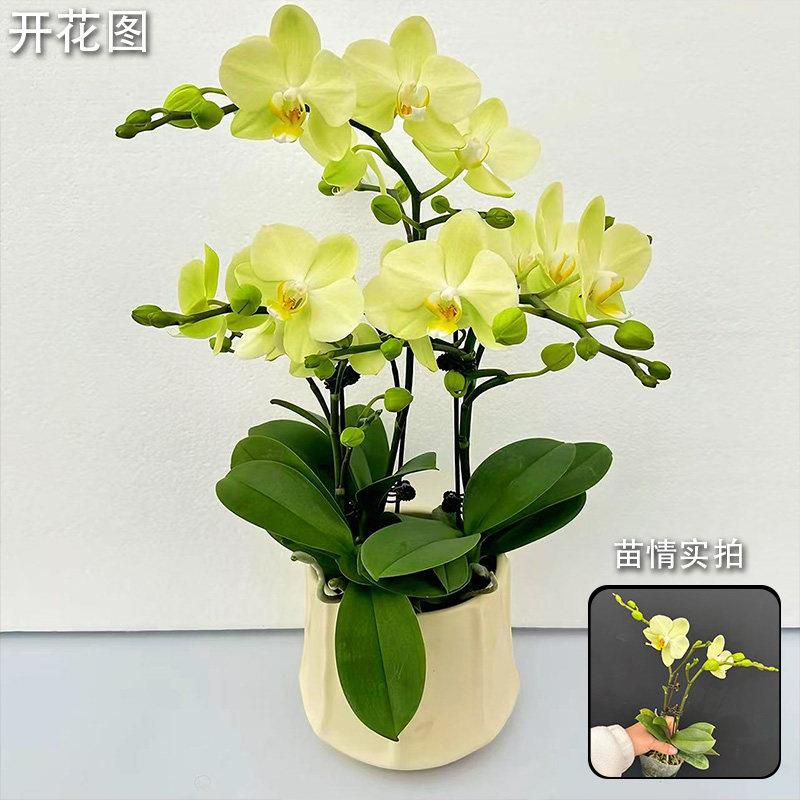 新疆西藏包邮双剑带花苞