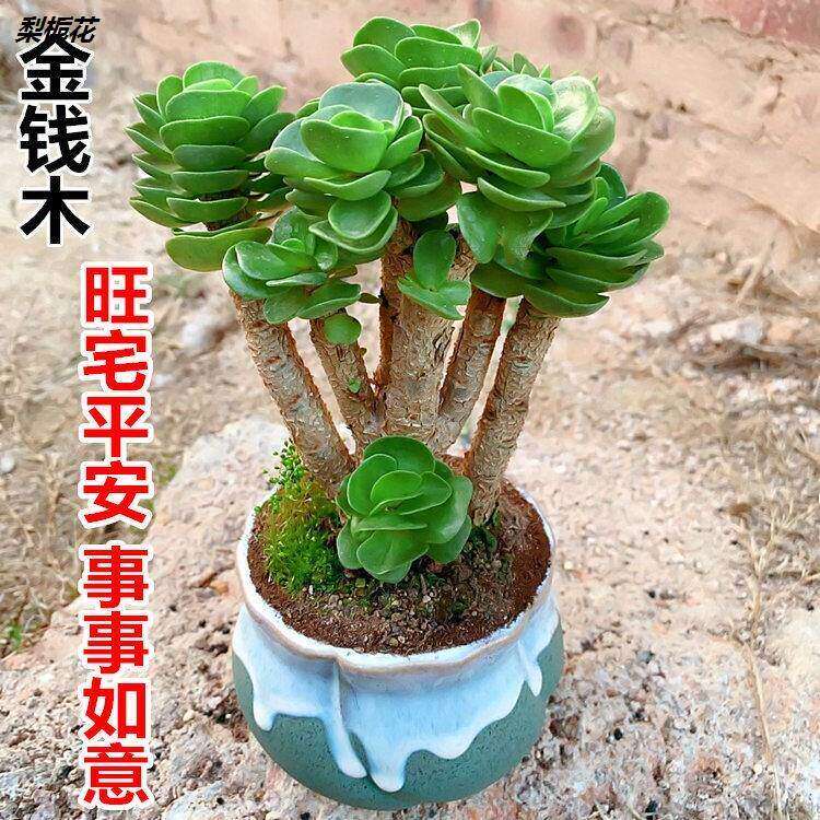 【新疆西藏包邮】金钱木