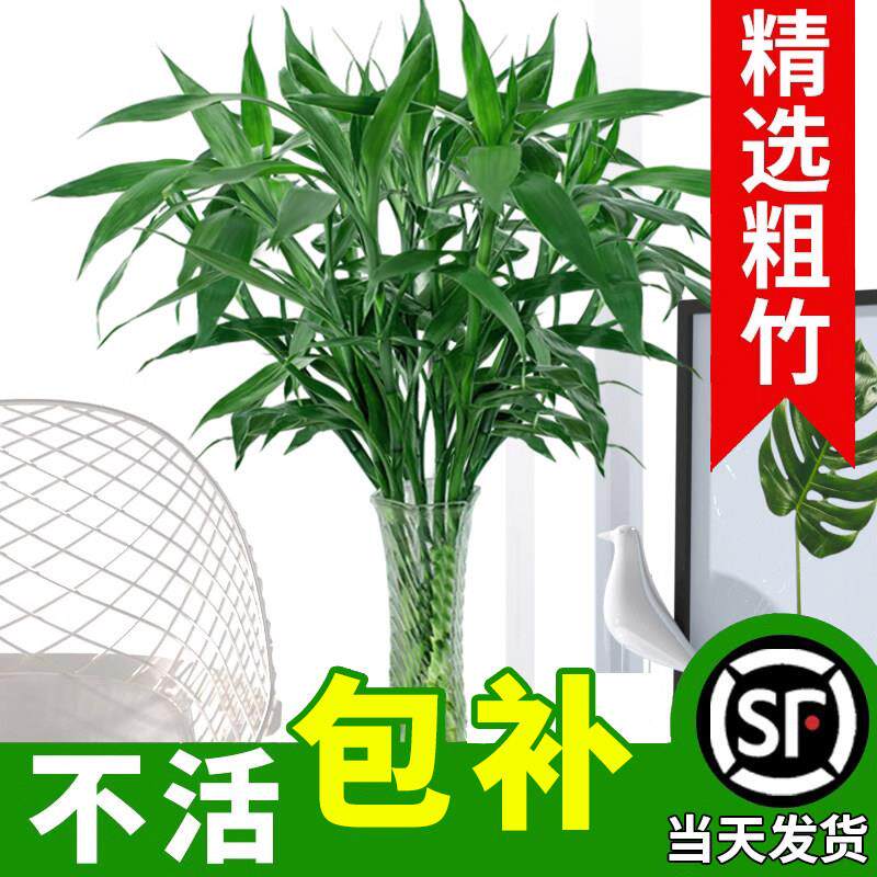 新疆包邮富贵竹水培植物