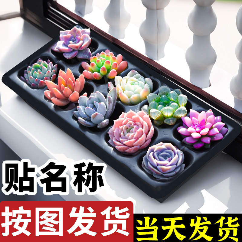 新疆西藏包邮多肉懒人植