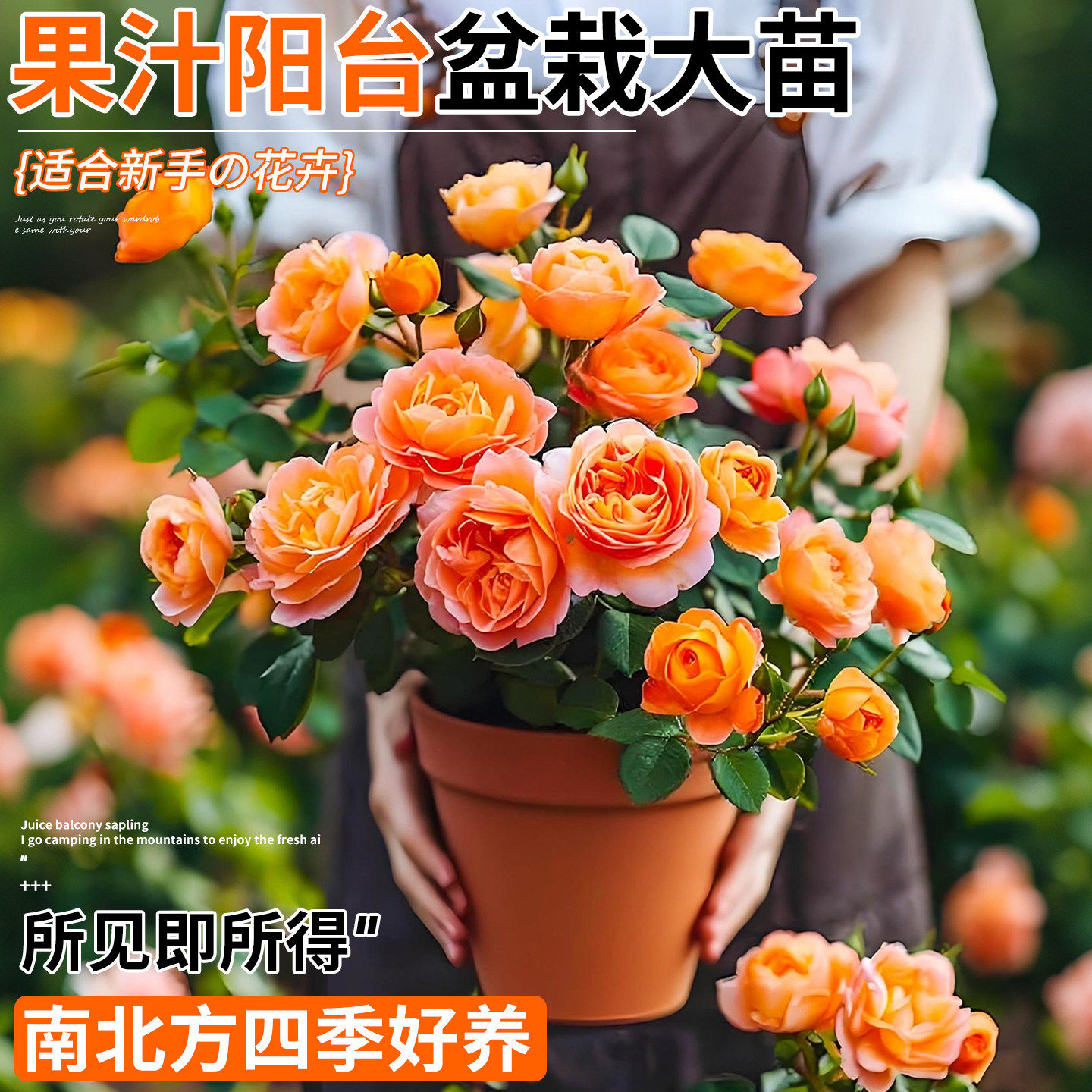 新疆西藏包邮买3送1果汁