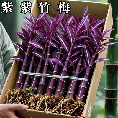 新疆西藏包邮紫竹梅盆栽