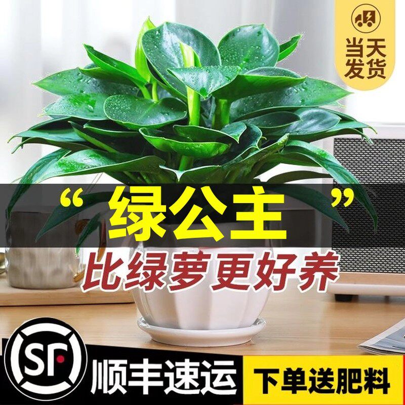 新疆包邮金钻盆栽绿萝箩