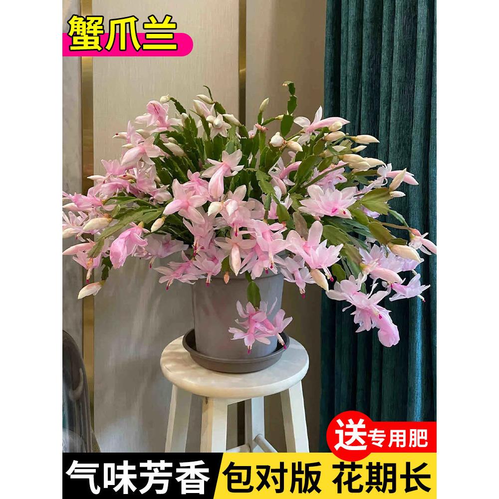 新疆包邮蟹爪兰盆栽带花