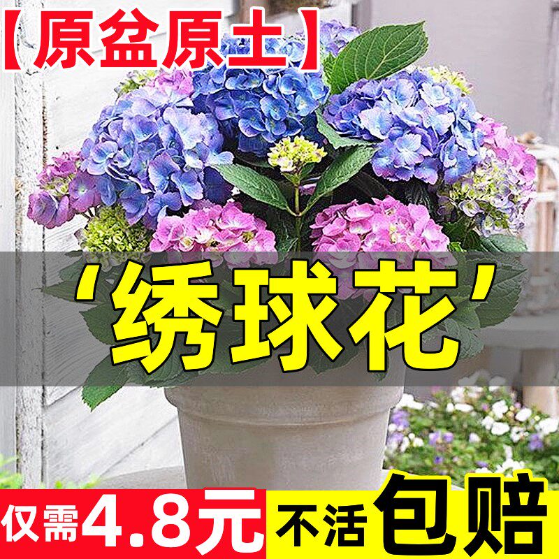 新疆西藏包邮绣球花苗盆