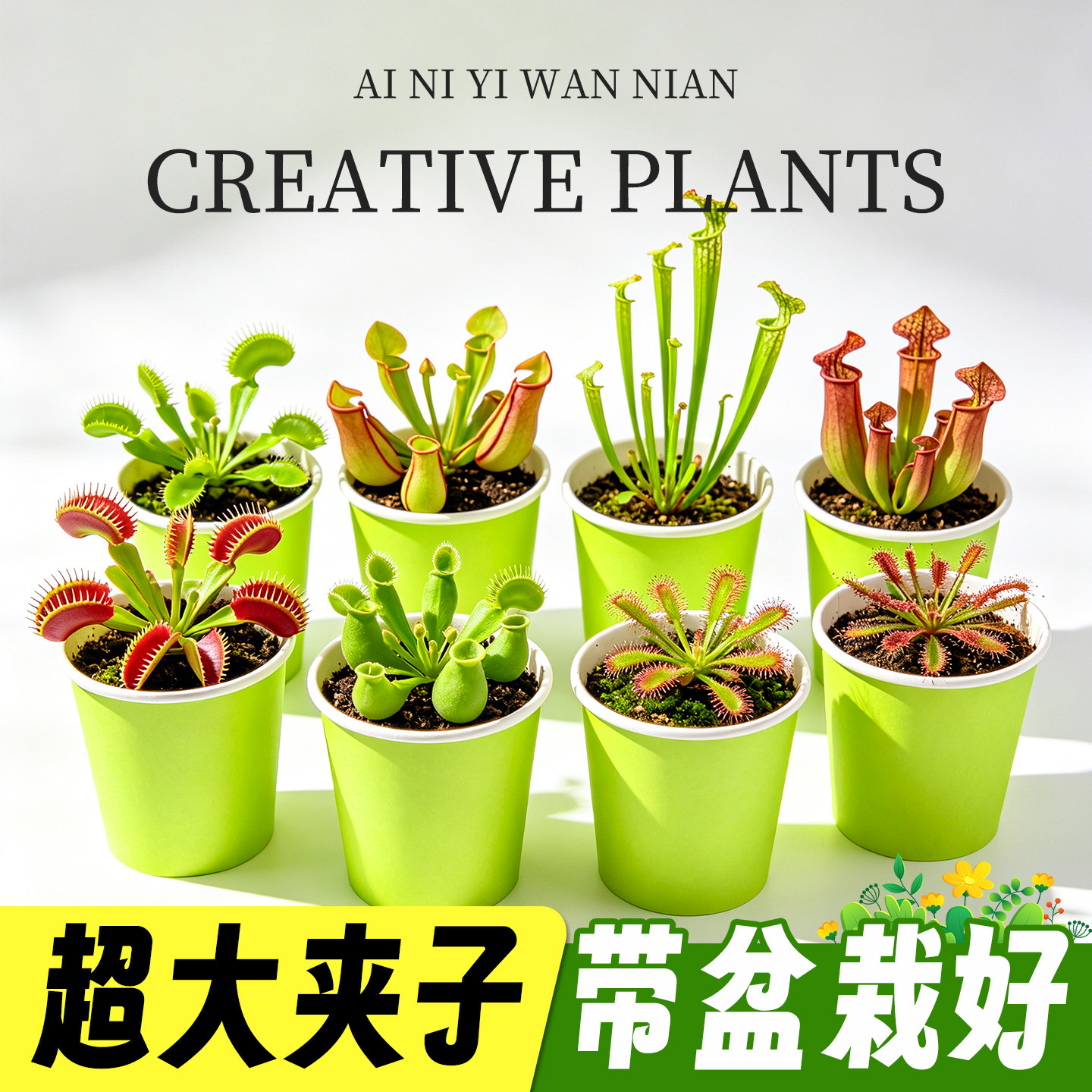 新疆西藏包邮捕蝇草盆栽