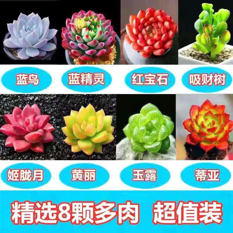 新疆包邮多肉植物群生绿