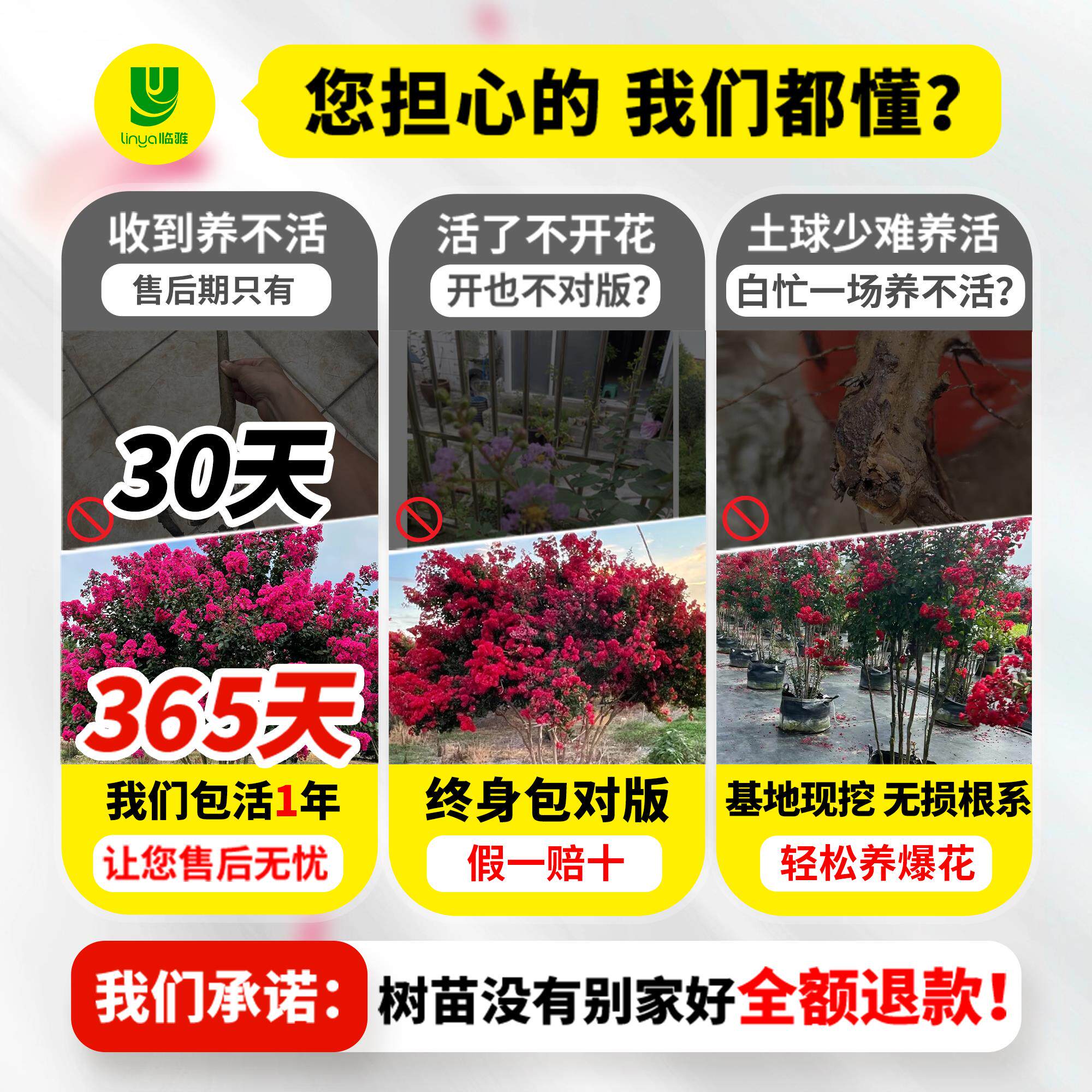 新疆包邮紫薇花树苗盆栽