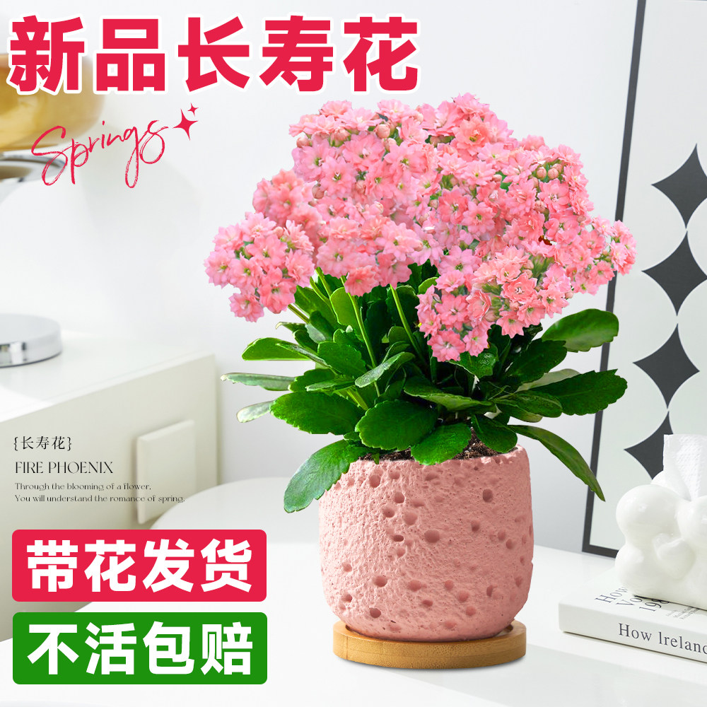 新疆包邮新品长寿花盆栽重瓣大花花苗带花苞四季开花卉绿植稀有品