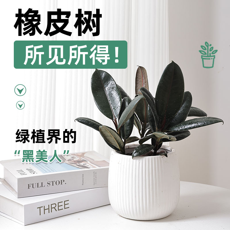 新疆包邮黑金刚橡皮树盆