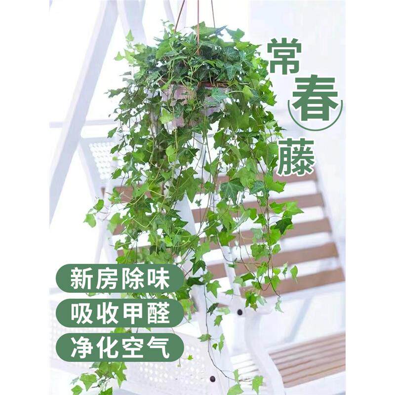 新疆包邮常春藤盆栽室内