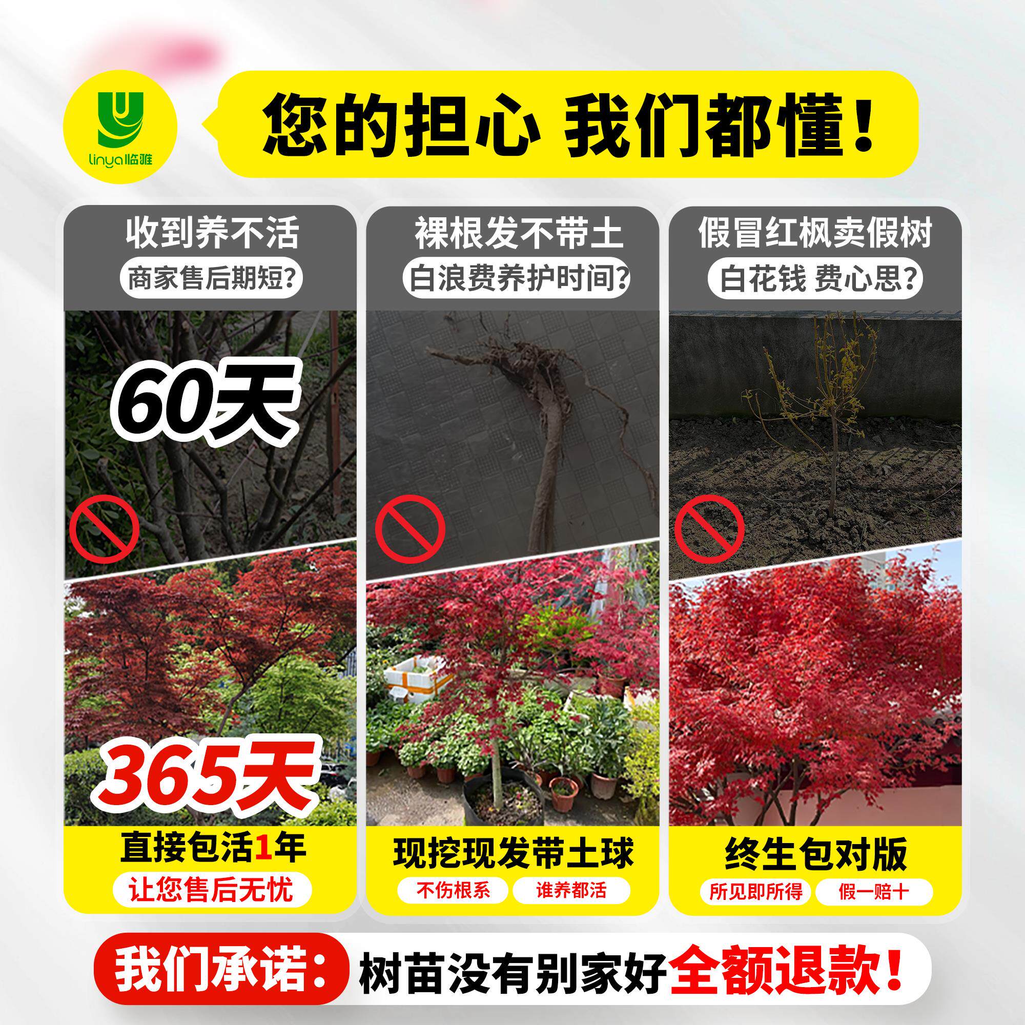 新疆包邮日本红枫树苗四