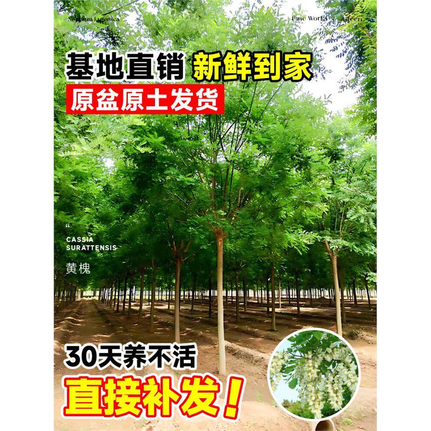 新疆包邮国槐树苗大树绿