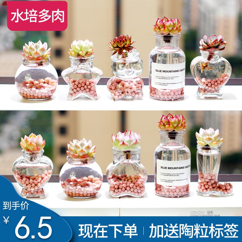 新疆包邮水培多肉植物组