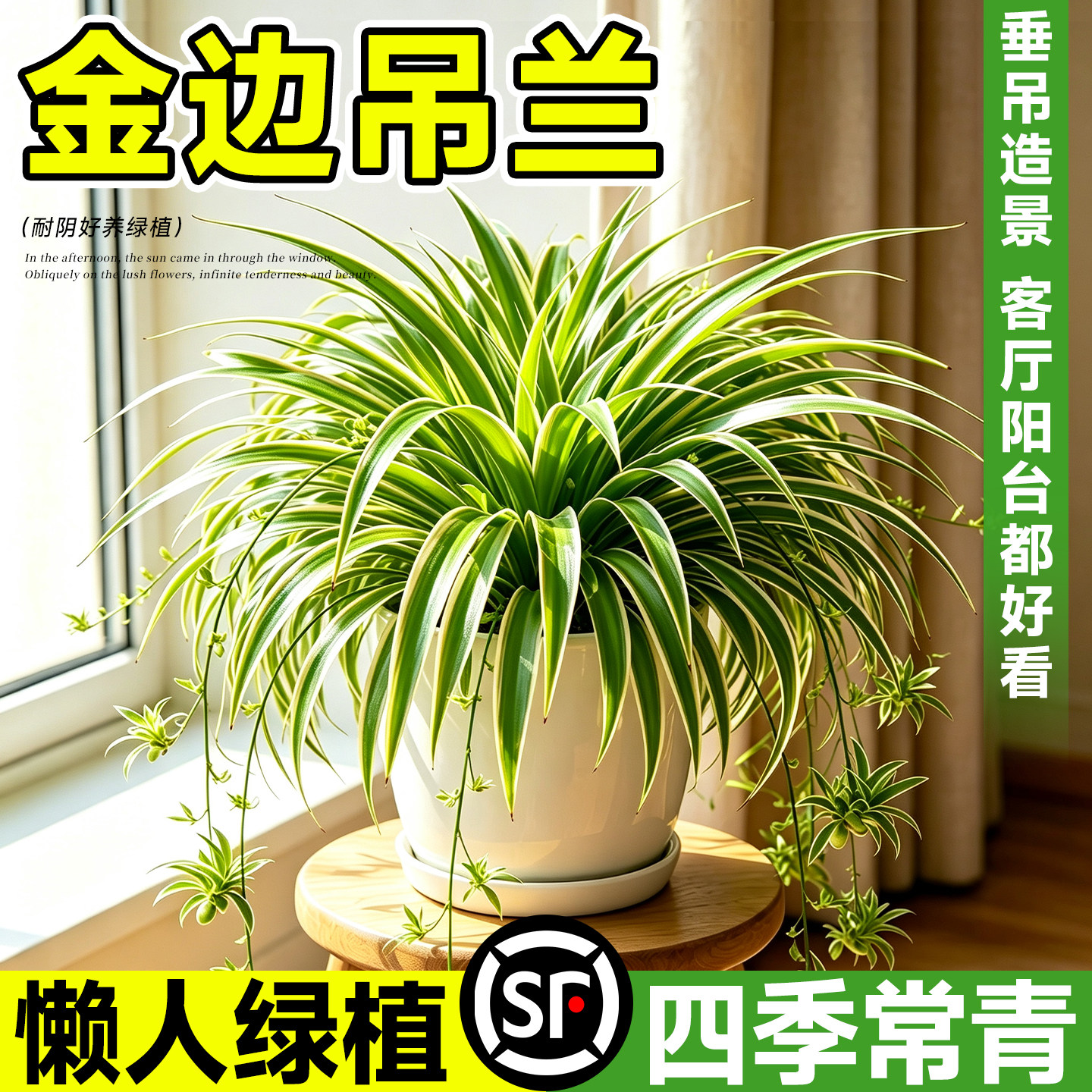 新疆西藏包邮金边吊兰盆