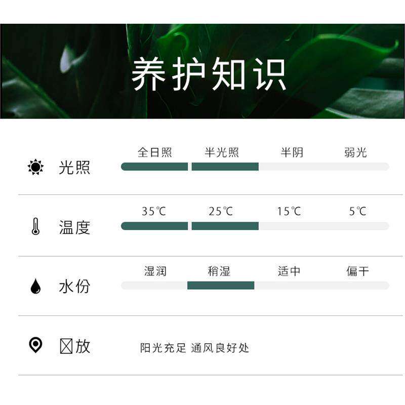 精选玉树老桩树苗盆栽室图片
